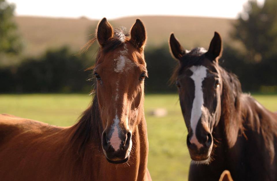 Tara Maria  Maclay Summers