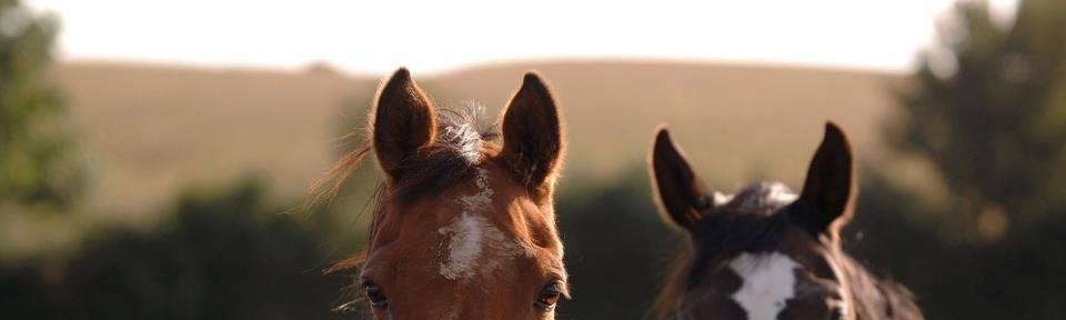 Tara Maria  Maclay Summers