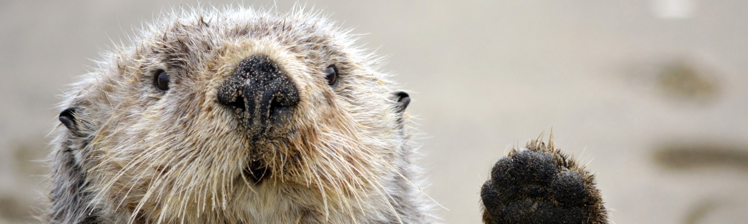 Celeste Streep Summers