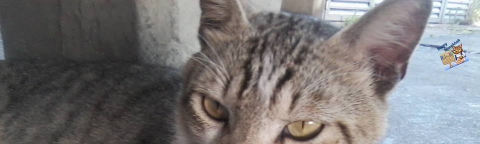 Pedrita Flintstone  Streep Summers