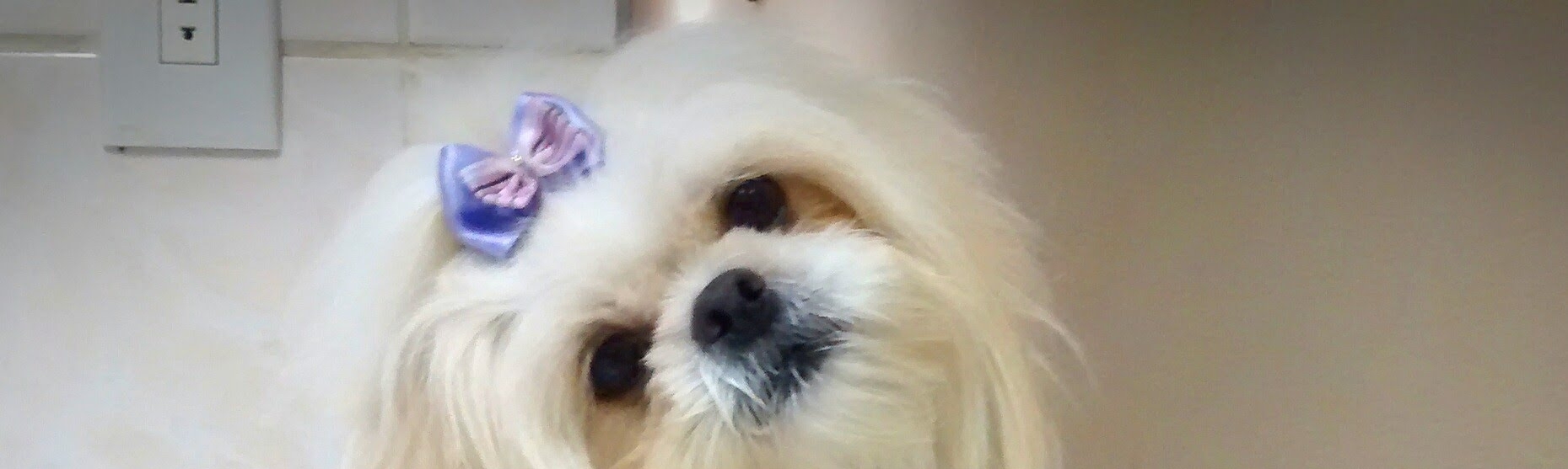 Beatriz Fernanda Chase Summers