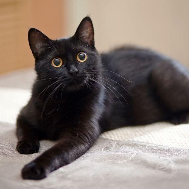 BlackCat AlbertoOo