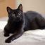 BlackCat AlbertoOo