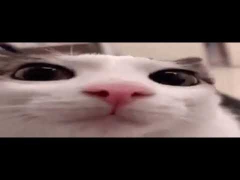 BlackCat AlbertoOo